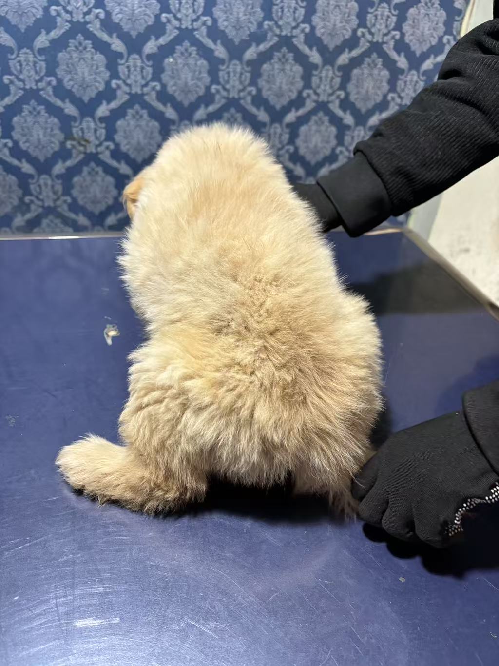 自己家金毛生的